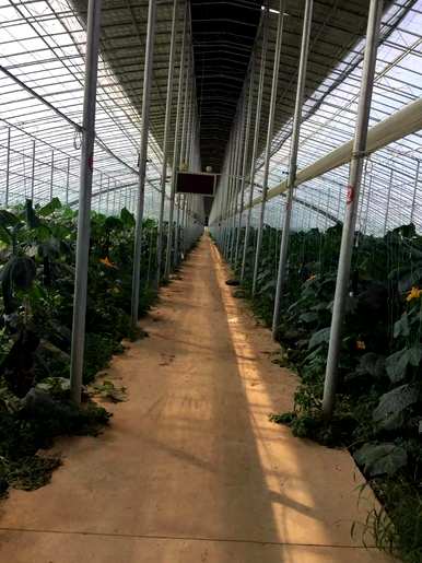 种植温室需要什么技术，种植温室豆芽的技术