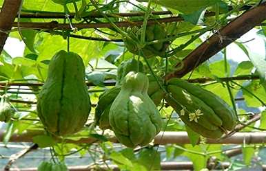什么季节种植佛手瓜最好，什么季节种植佛手瓜最好？