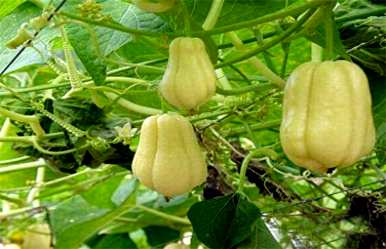 什么季节种植佛手瓜最好，什么季节种植佛手瓜最好？