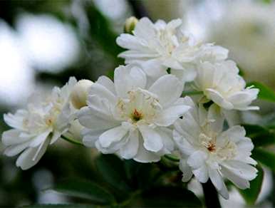 什么样的土壤适合木香花种植？木香花最好在几个月内种植
