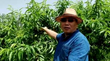 夏季核桃树修剪技术视频，夏季核桃树修剪方法有哪些？
