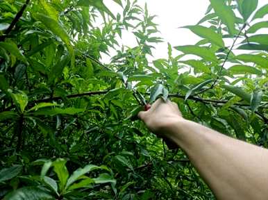夏季核桃树修剪技术视频，夏季核桃树修剪方法有哪些？