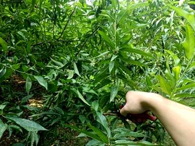 夏季核桃树修剪技术视频，夏季核桃树修剪方法有哪些？