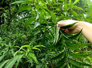 夏季核桃树修剪技术视频，夏季核桃树修剪方法有哪些？