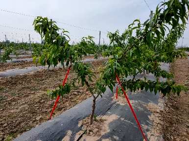 夏季核桃树修剪技术视频，夏季核桃树修剪方法有哪些？