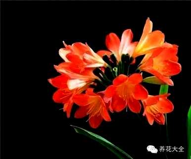 鸡蛋养君子兰会开花吗？君子兰怎么养才能开花？