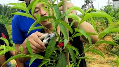 夏季核桃树修剪技术视频，夏季核桃树修剪方法有哪些？