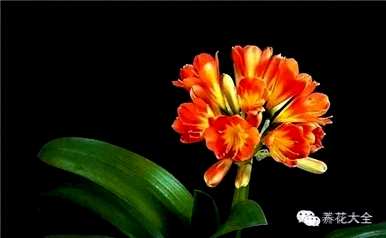 鸡蛋养君子兰会开花吗？君子兰怎么养才能开花？
