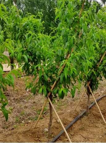 夏季核桃树修剪技术视频，夏季核桃树修剪方法有哪些？