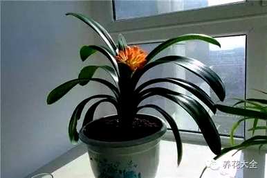 鸡蛋养君子兰会开花吗？君子兰怎么养才能开花？