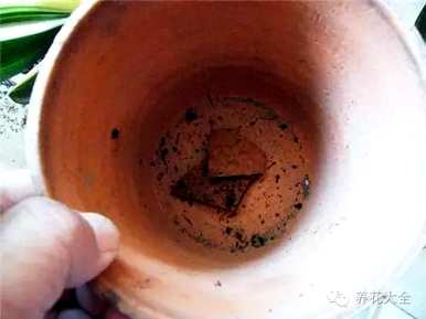 鸡蛋养君子兰会开花吗？君子兰怎么养才能开花？