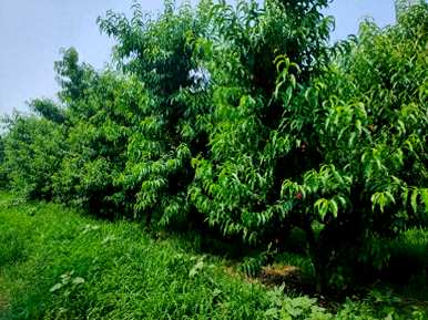 夏季核桃树修剪技术视频，夏季核桃树修剪方法有哪些？
