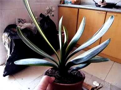 鸡蛋养君子兰会开花吗？君子兰怎么养才能开花？
