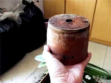 鸡蛋养君子兰会开花吗？君子兰怎么养才能开花？