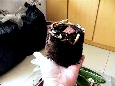鸡蛋养君子兰会开花吗？君子兰怎么养才能开花？