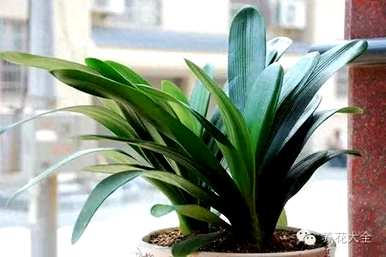 鸡蛋养君子兰会开花吗？君子兰怎么养才能开花？