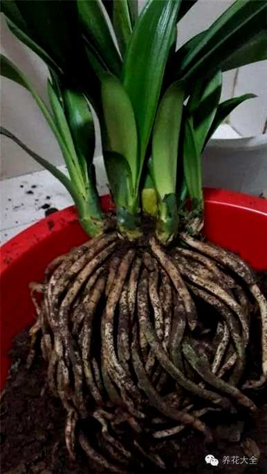 鸡蛋养君子兰会开花吗？君子兰怎么养才能开花？