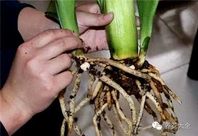 鸡蛋养君子兰会开花吗？君子兰怎么养才能开花？