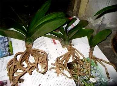 鸡蛋养君子兰会开花吗？君子兰怎么养才能开花？