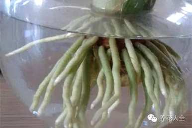 鸡蛋养君子兰会开花吗？君子兰怎么养才能开花？
