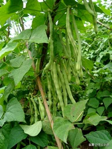 豆子什么时候种得最好，豆子怎么种