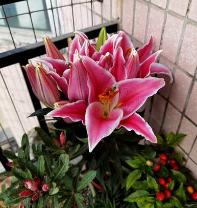 百合花如何种植成活率高，百合花如何种植成活率高