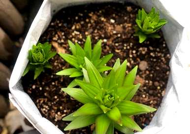 百合花如何种植成活率高，百合花如何种植成活率高