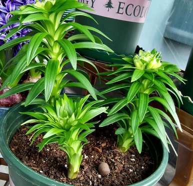 百合花如何种植成活率高，百合花如何种植成活率高