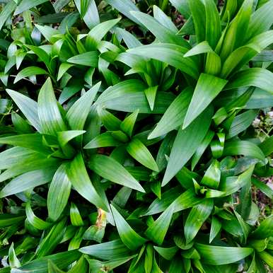 百合花如何种植成活率高，百合花如何种植成活率高