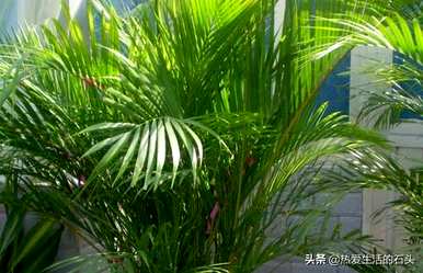 如何维护和管理凤尾竹，如何在北方冬季维护凤尾竹