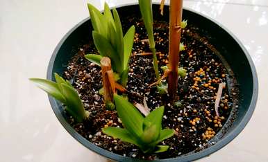 百合花如何种植成活率高，百合花如何种植成活率高