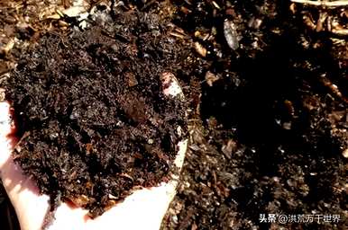 钱多盆栽怎么过冬，钱多盆栽怎么养殖？