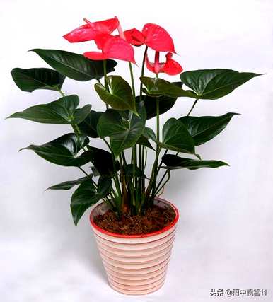 红掌花怎么养才会郁郁葱葱，红掌花怎么养花开得更鲜红