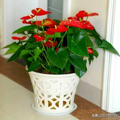 红掌花怎么养才会郁郁葱葱，红掌花怎么养花开得更鲜红