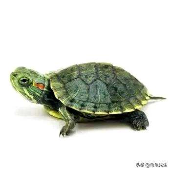 怎样养小巴西龟才能养得快，小巴西龟怎样养得快？