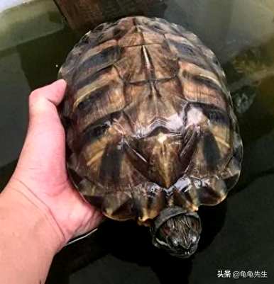 怎样养小巴西龟才能养得快，小巴西龟怎样养得快？