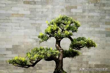 如何种植迎客松盆景，如何种植迎客松盆景视频
