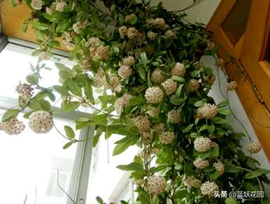 球兰花梗多不开花，球兰花怎么养才能开花？