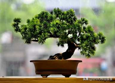 如何种植迎客松盆景，如何种植迎客松盆景视频