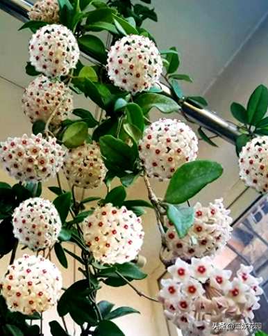 球兰花梗多不开花，球兰花怎么养才能开花？