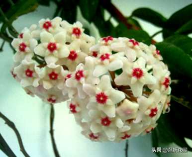 球兰花梗多不开花，球兰花怎么养才能开花？