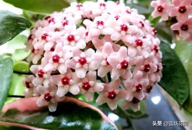 球兰花梗多不开花，球兰花怎么养才能开花？