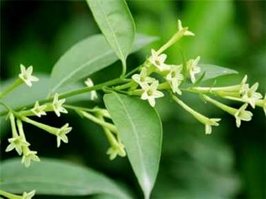 如何在夜间保养盆栽植物？