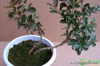 如何维护雀舌黄杨盆景的日常维护？