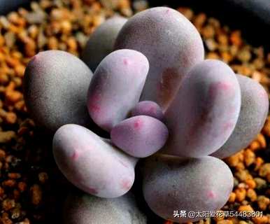 桃美如何养成老桩，桃美老桩如何上盆？