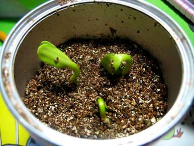 向日葵种植技术要点、向日葵种植方法和技术