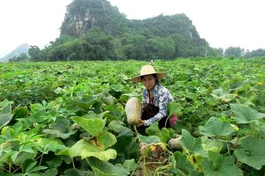什么肥料用于南瓜种植技术和管理？
