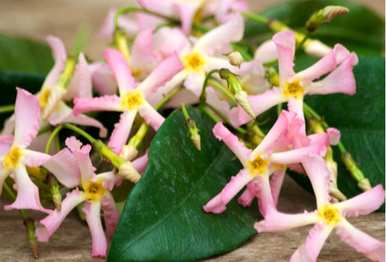 冬天如何修剪风车茉莉花，冬天如何维护风车茉莉花