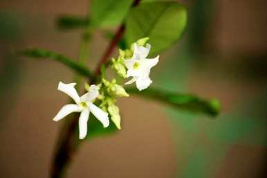 冬天如何修剪风车茉莉花，冬天如何维护风车茉莉花