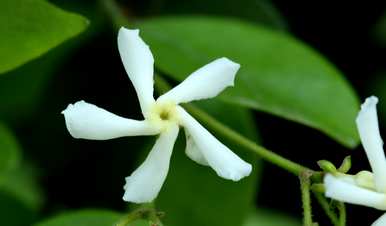 冬天如何修剪风车茉莉花，冬天如何维护风车茉莉花